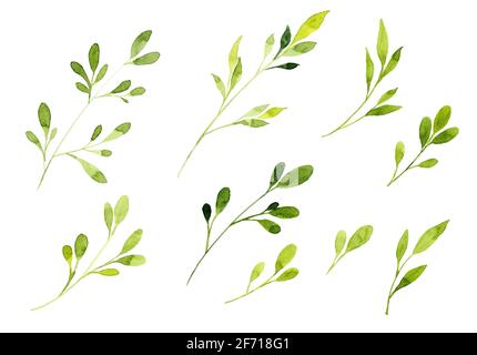 Sammlung von grünen Blättern isoliert auf weißem Hintergrund. Satz Aquarell-Handmalerei auf Papier. Beschneidungspfad. Stockfoto