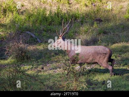 Ein Sambar-Hirn auf der Nahrungssuche in einem offenen Fleck des Nagarhole-Nationalparks (Karnataka, Indien) Stockfoto