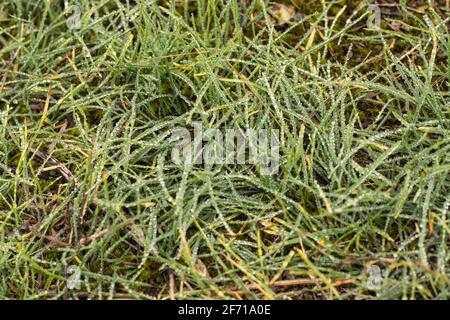 Herbsttau aus nassem Nebel auf üppigem grünen Gras Stockfoto