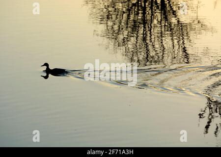 Eine mallardische Ente auf dem Fluss Avon, Warwick, Warwickshire, England, Großbritannien Stockfoto