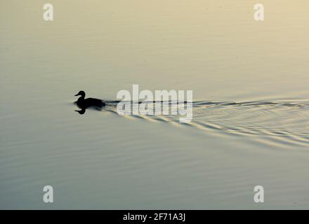 Eine mallardische Ente auf dem Fluss Avon, Warwick, Warwickshire, England, Großbritannien Stockfoto