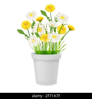 Gänseblümchen und Dornen blühen im Blumentopf, Frühlingsblumen. Realistische Vektordarstellung Stock Vektor