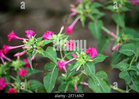 Vier O'Clock Blume (Mirabilis jalapa) in Blüte : (pix SShukla) Stockfoto