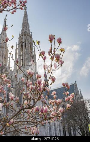 Neogotische Steinkruke in Wien (Votivkirche) und rosafarbener Magnolienbaum in voller Blüte. Stockfoto