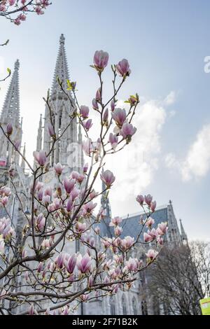 Neogotische Steinkruke in Wien (Votivkirche) und rosafarbener Magnolienbaum in voller Blüte. Stockfoto