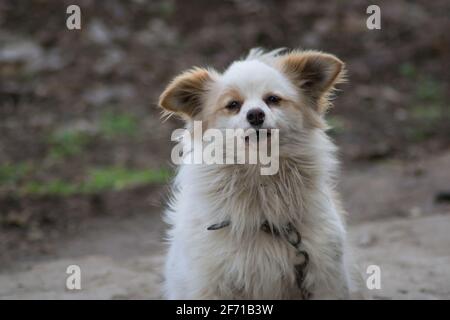 Kleiner weißer flauschiger Hund mit braunen Ohren an einer Kette im Garten, Hundewächter im Hof Stockfoto