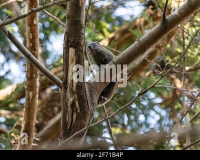 Ein rotes bauchiges Eichhörnchen oder Pallas-Eichhörnchen, Callosciurus erythraeus, auf dem Stamm eines Baumes in einem japanischen Wald. Eingeführt vom Festland, Stockfoto