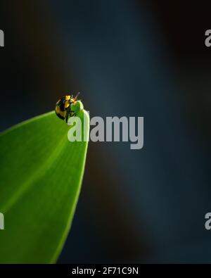 Glänzend gelber Käfer mit batman-Design schwarze Flecken auf dem Rücken kriechen das Blatt, vertikales Format. Stockfoto
