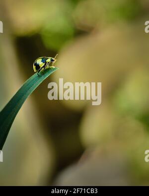 Gelber Käfer mit batman-Design schwarze Flecken auf dem Rücken krabbeln das Blatt hinauf, aus dem Fokus verträumter grüner Hintergrund. Vertikales Format. Stockfoto