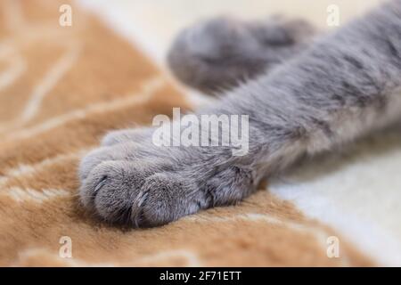 Detailaufnahme von weichen Katzenpfoten. Stockfoto