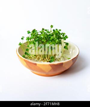 Grüne Sprossen aus Mikronrün von Rucola, Rettich, Senf in gelber Keramikschale auf weißem Hintergrund mit Kopierraum. Vitamin-Grüns, gesunde Ernährung, Gemüse Stockfoto