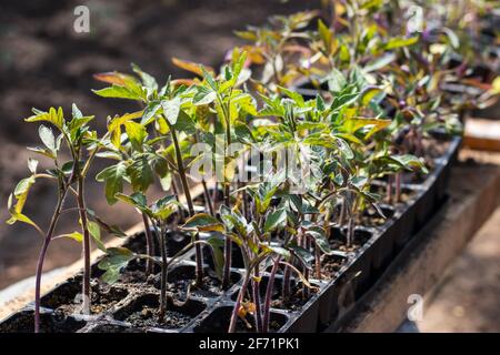 Kleine Setzlinge von Salat wachsen in Anbau-Tablett Stockfoto