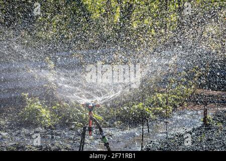 Automatische Sprinkler-Bewässerung in der Baumwollfarm Stockfoto