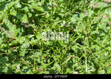 Die Larven des roten colorado-Käfer ernähren sich vom Kartoffelblatt. Stockfoto