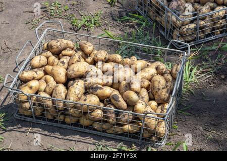 Kartoffeln Ernten. Frische Kartoffeln Dig Vom Boden Mit Spaten. Frische Kartoffel. Kartoffeln in einer Schachtel. Stockfoto