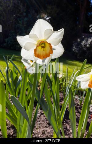 Narcissus 'Rainbow', ein großschaliger Narzissen mit weißen Blüten, der Becher mit einem breiten, leuchtend orange-rosa Rand, der im Frühjahr in einem Garten in Surrey wächst Stockfoto