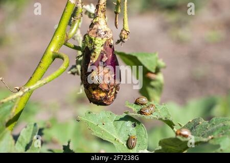 Colorado Kartoffelkäfer auf Auberginen aus nächster Nähe Stockfoto