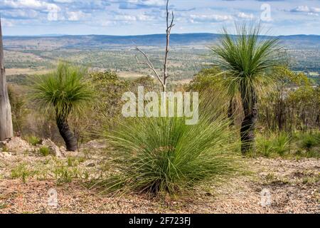 Grasstrees auf einem Hügel Stockfoto