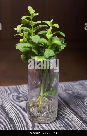 Minze verzweigt sich in einem Glasgefäß. Mit gekeimten Wurzeln zum Eintopfen. Stockfoto