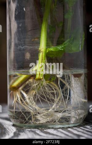 Minze verzweigt sich in einem Glasgefäß. Mit gekeimten Wurzeln zum Eintopfen. Nahaufnahme der Wurzeln. Stockfoto