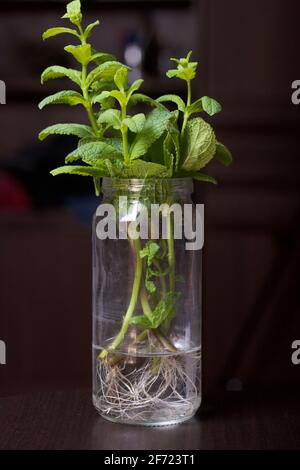 Minze verzweigt sich in einem Glasgefäß. Mit gekeimten Wurzeln zum Eintopfen. Stockfoto