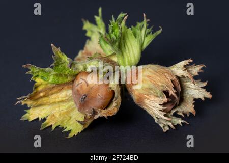 Frische Haselnuss Nahaufnahme auf dunkler Hintergrund. Corylus Stockfoto