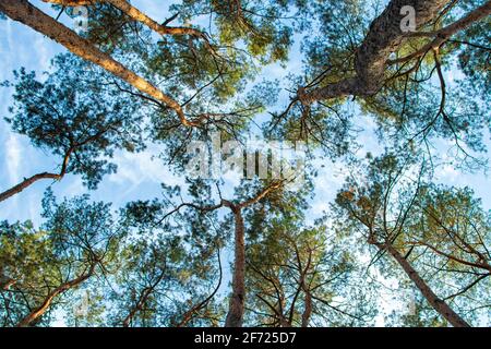 Hohe Kiefernbäume am blauen Himmel und weißen Wolken. Stockfoto