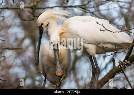 Zwei eurasische Löffler (Platalea leucorodia) verliebt! Stockfoto