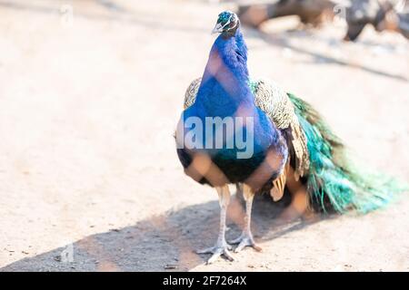 Schöne Pfau Kopf. Portrait von wunderschönen Peacock. Indische oder Blaue Pfauen. Pfau - Pfauen mit engen Schwanz, schöne Vertreter Exemplar Stockfoto