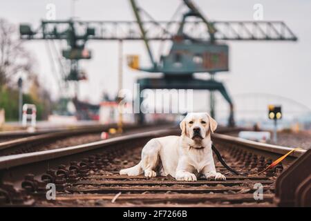 Porträt eines Hundes auf Eisenbahnschienen. Labrador Retriever. Stockfoto