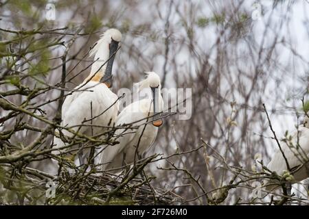 Zwei eurasische Löffler (Platalea leucorodia) verliebt! Stockfoto