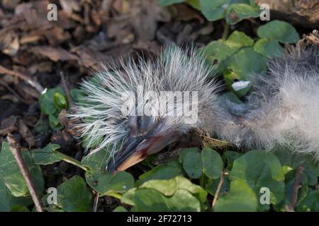 Ein Baby großer Graureiher fand tot, von seinen Eltern aus dem Nest geworfen. Reiher selbst werfen die Schwächlinge aus dem Nest und heben die Stärksten auf Stockfoto