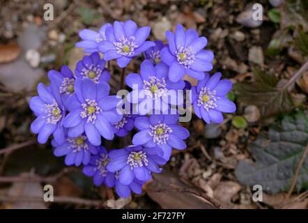 Nahaufnahme der lila Blume im Wald Stockfoto