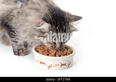 Graue Katze, die aus der Schüssel isst. Nahaufnahme. Stockfoto