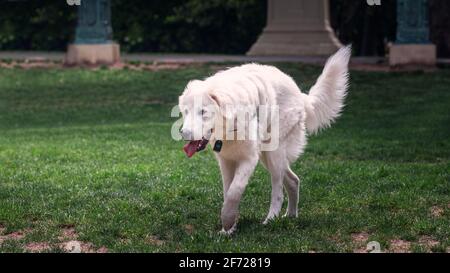 Weiße maremma Stockfoto