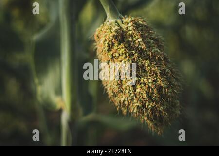 Nahaufnahme des Sorghum-Stiels, auch bekannt als Jowar in Indien, in Westafrika als Guinea-Mais und in China als Kaoliang.. Geringe Schärfentiefe. Stockfoto