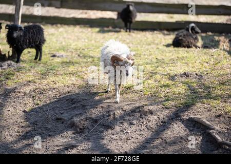 Farm Schafe oder RAM mit großen Hörnern grasen auf dem Feld Stockfoto