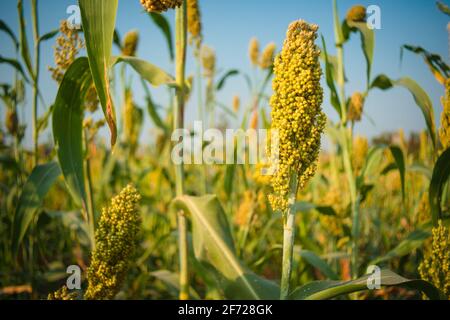 Feld von Sorghum Pflanze, auch bekannt als Jowar in Indien, in Westafrika als Guinea Mais, und in China als kaoliang.. Geringe Schärfentiefe. Stockfoto