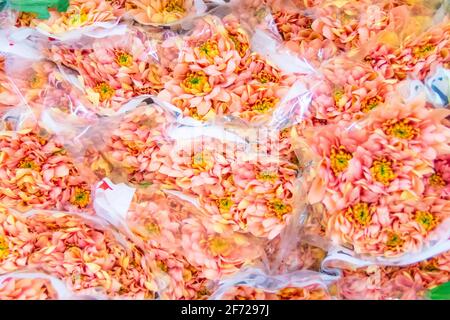 Orangefarbene pfirsichfarbene Chrysanthemen mit gelben Blütenständen aus nächster Nähe Stockfoto