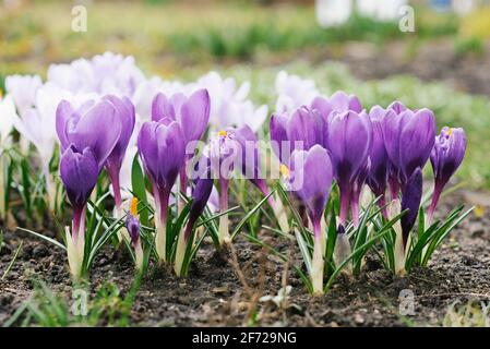 Frühling lila Krokusse Nahaufnahme im Garten blühen im Frühjahr. Selektiver Fokus Stockfoto