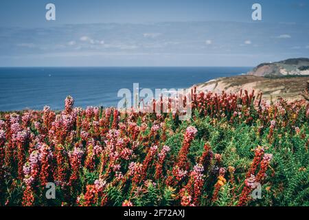 Blumendetail der Küstenklippen in Bizkaia, Baskenland Stockfoto