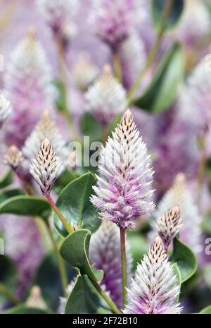 Australische einheimische lila Ptilotus exaltatus Joey Wildblumen, Familie Amaranthaceae. Von den Ureinwohnern Australiens als Mulla Mulla bezeichnet Stockfoto