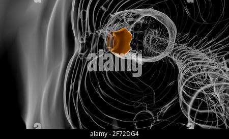 3D-Illustration zur Anatomie des menschlichen Skeletts Stockfoto