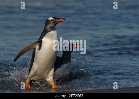 Eselspinguine (Pygoscelis papua) an Land kommen nach der Fütterung auf See auf Sea Lion Island in den Falkland Inseln. Stockfoto