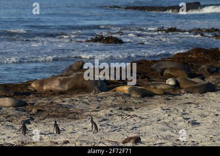 Magellan-pinguine (Spheniscus Magellanicus) an der Küste der Sea Lion Island in den Falkland Inseln. Seeelefanten im Hintergrund. Stockfoto