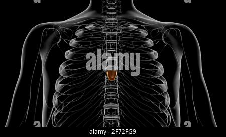 3D-Illustration zur Anatomie des menschlichen Skeletts mit Xiphoid-Prozess Stockfoto