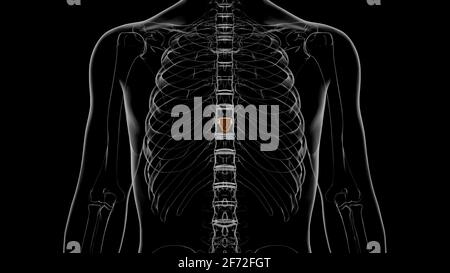 3D-Illustration zur Anatomie des menschlichen Skeletts mit Xiphoid-Prozess Stockfoto