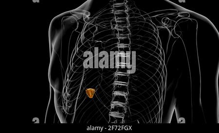 3D-Illustration zur Anatomie des menschlichen Skeletts mit Xiphoid-Prozess Stockfoto