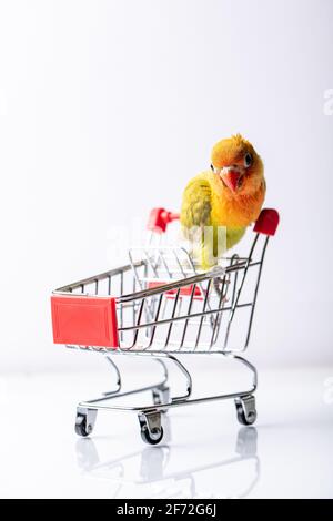 Bunte Liebesvögel Küken auf einem Einkaufsmarkt Trolley auf Ein weißer Hintergrund Stockfoto