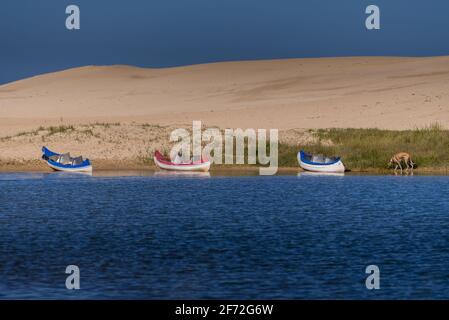 Drei Kanus am Strand mit Hund Stockfoto